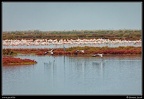 018-Flamants rose