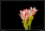 013-Floralies