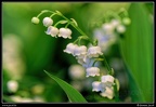 022-Floralies