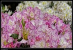026-Floralies