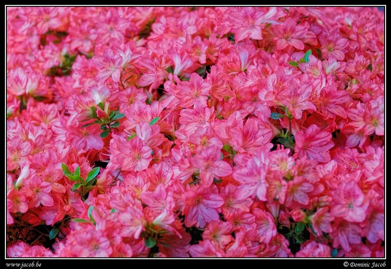 029-Floralies.jpg