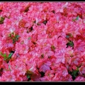 029-Floralies