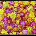 034-Floralies