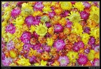 034-Floralies