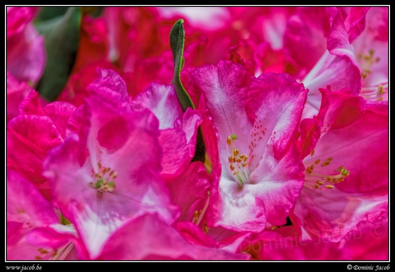 048-Floralies.jpg