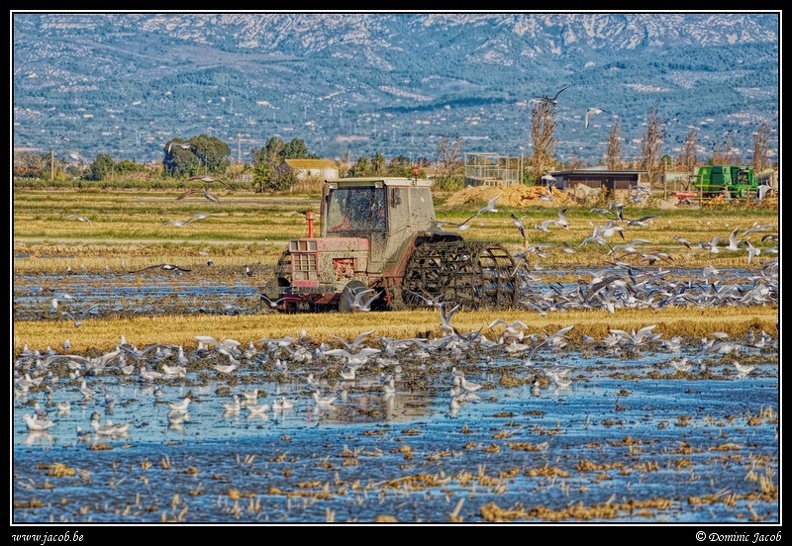 001-Tracteur rizière.jpg