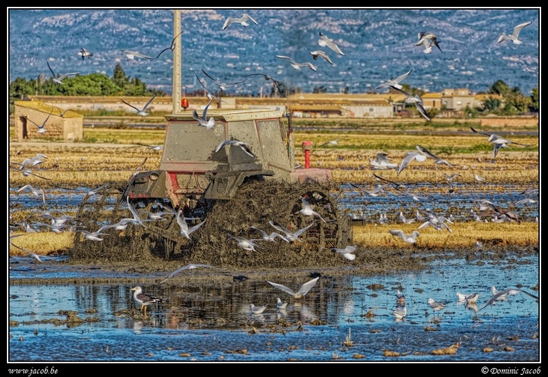 006-Tracteur rizière.jpg