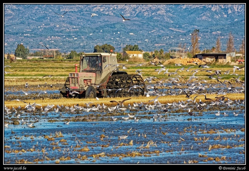 009-Tracteur rizière