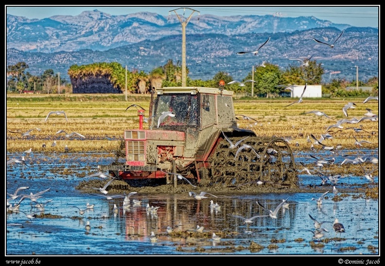 010-Tracteur rizière.jpg