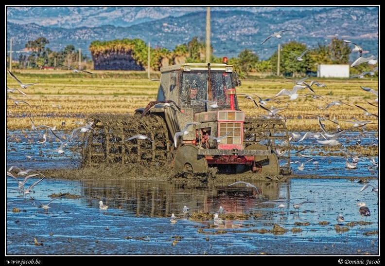 011-Tracteur rizière.jpg