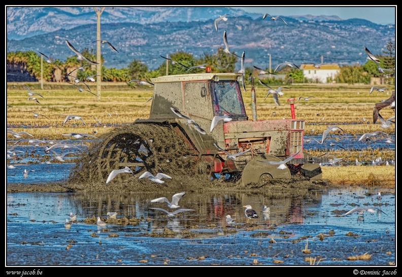 012-Tracteur rizière.jpg