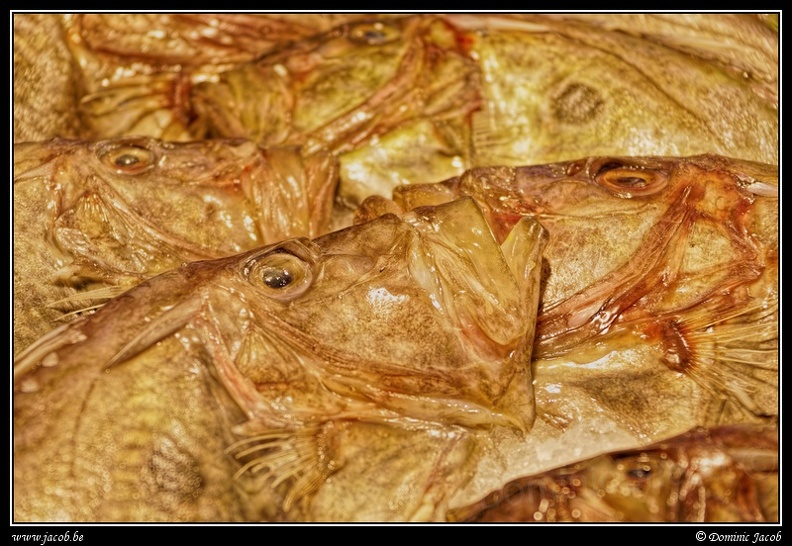 021-Mercato del Pesce.jpg