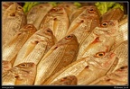 035-Mercato del Pesce
