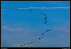 007-Vol oiseaux