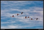 010-Vol oiseaux