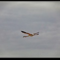 016-Vol oiseaux
