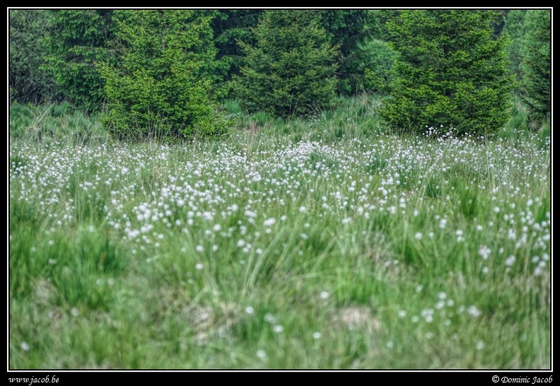 203j-Hautes Fagnes