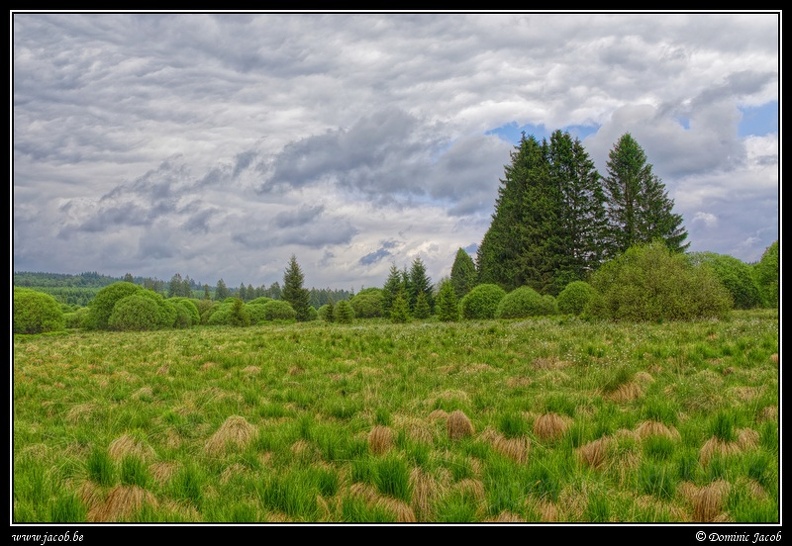 204j-Hautes Fagnes