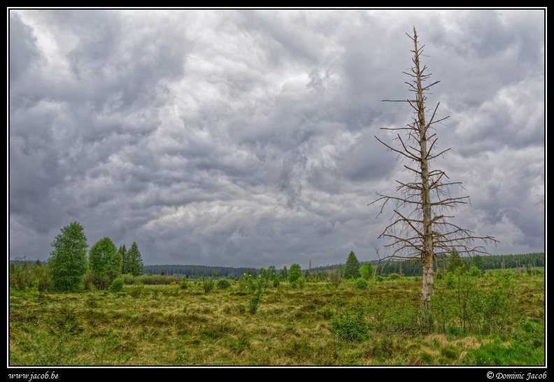 206j-Hautes Fagnes.jpg