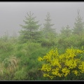 181j-Hautes Fagnes