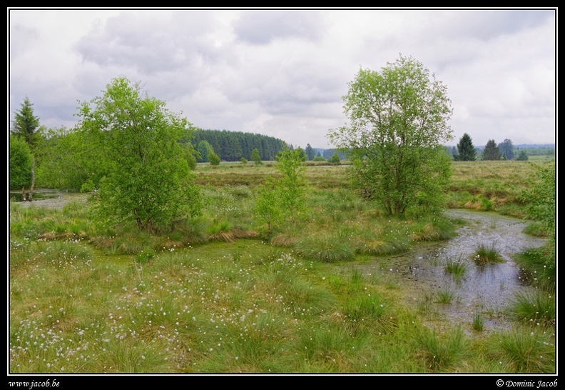 190j-Hautes Fagnes