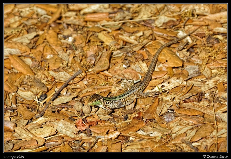 015-Lézard.jpg