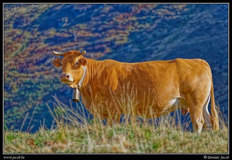 031-Vache.jpg