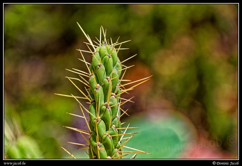 001-Cactus.jpg