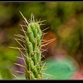 001-Cactus