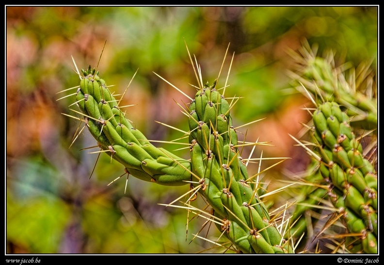 002-Cactus