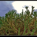 004-Cactus