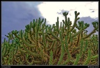 004-Cactus