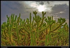 003-Cactus