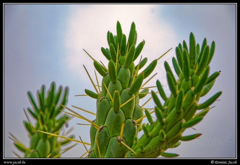 006-Cactus.jpg