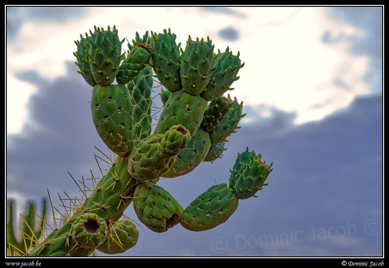005-Cactus.jpg