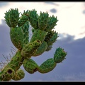 005-Cactus