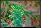 008-Cactus
