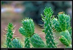 007-Cactus