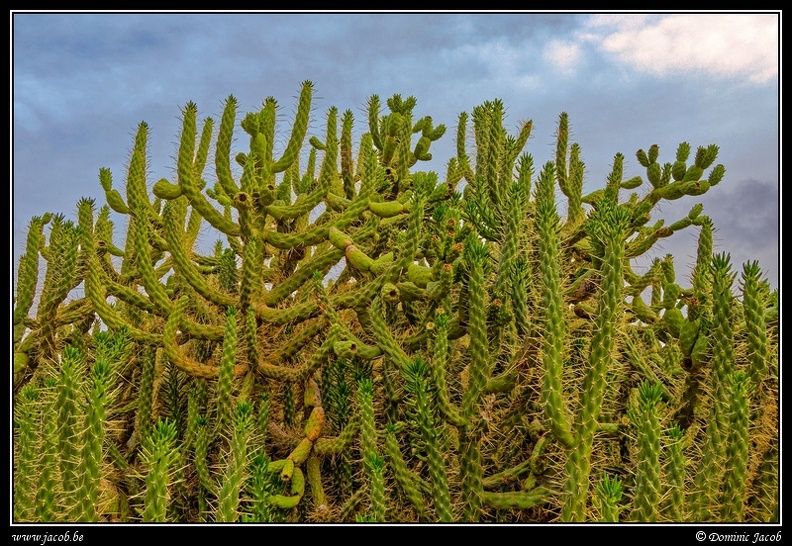 009-Cactus