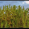 009-Cactus