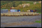 004-Transhumance