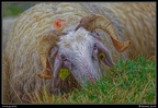 011-Transhumance