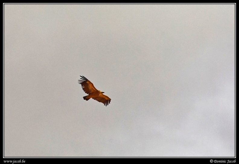 037-Vol oiseaux.jpg
