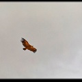 037-Vol oiseaux
