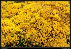 Fleurs jaunes