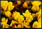007-Fleurs jaunes