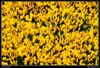 006-Fleurs jaunes