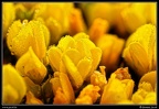 010-Fleurs jaunes