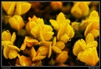008-Fleurs jaunes