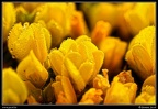 011-Fleurs jaunes